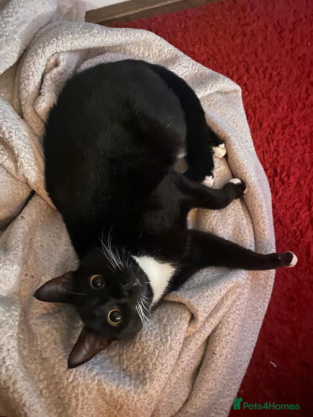 Domestic Shorthair cats for sale: Gentle Blu looking for larger home ✨ - Advert 6