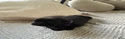 Labrador Retriever dogs for sale: KC Labrador puppies - Advert 11