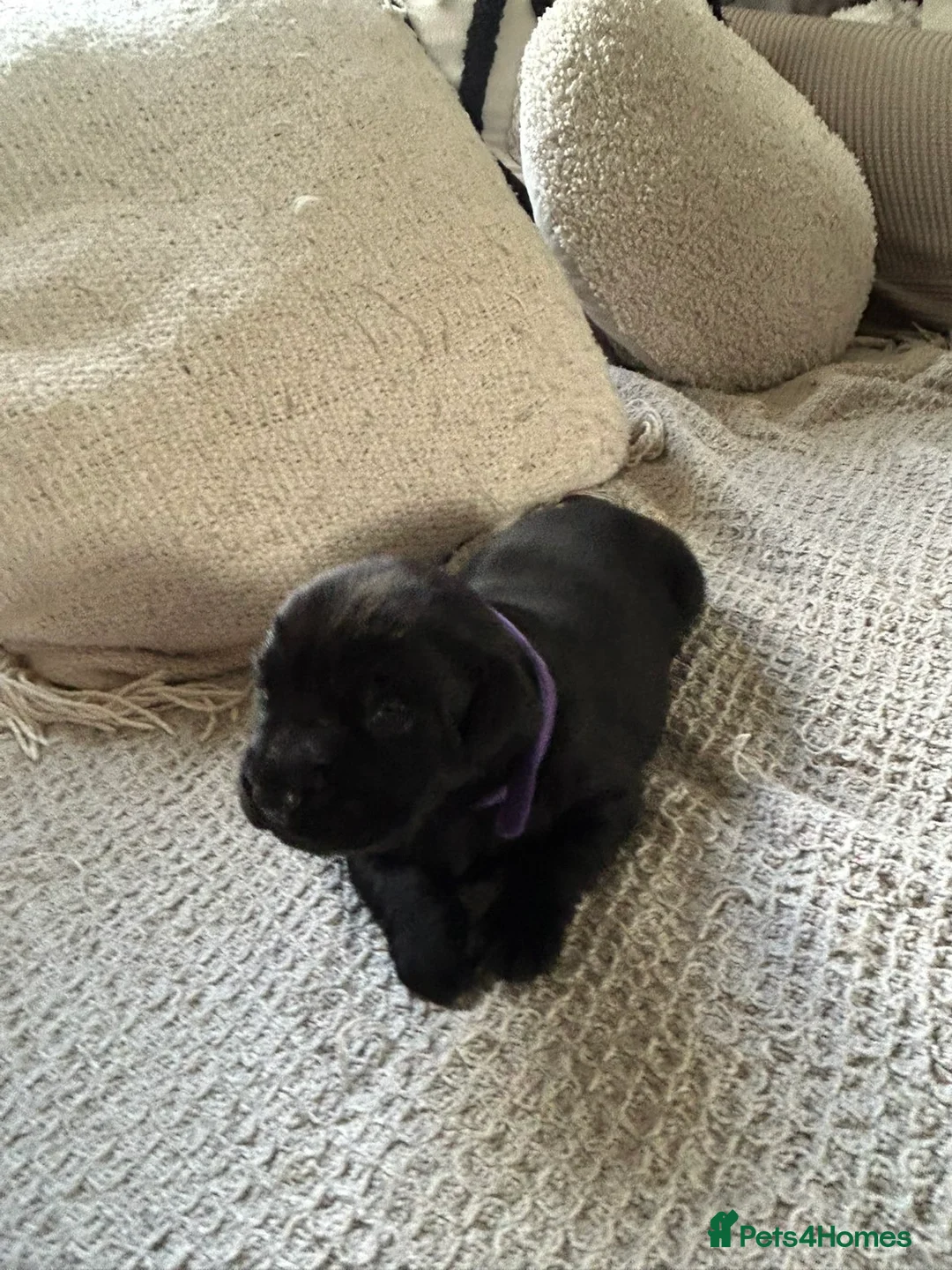 Labrador Retriever dogs for sale: KC Labrador puppies - Advert 2