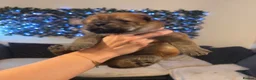 Chow Chow dogs for sale: Gorgeous Chow Chow Puppies 🐻 - Advert 12