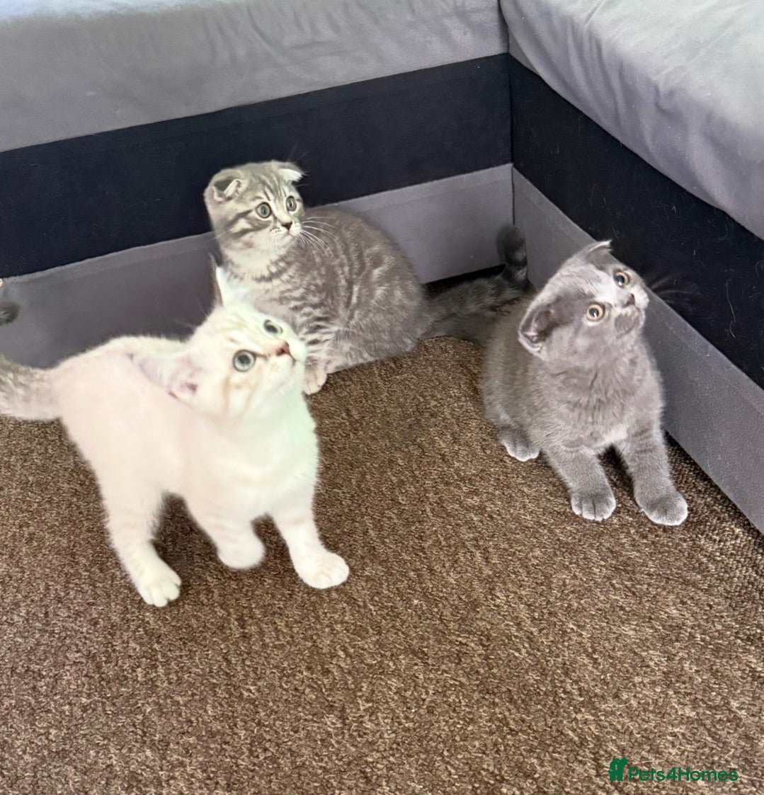Scottish Fold cats Beautiful Scottish Fold&Straight Kittens–Ready Now - Advert 3