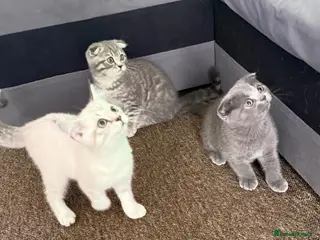 Scottish Fold cats Beautiful Scottish Fold&Straight Kittens–Ready Now - Advert 3