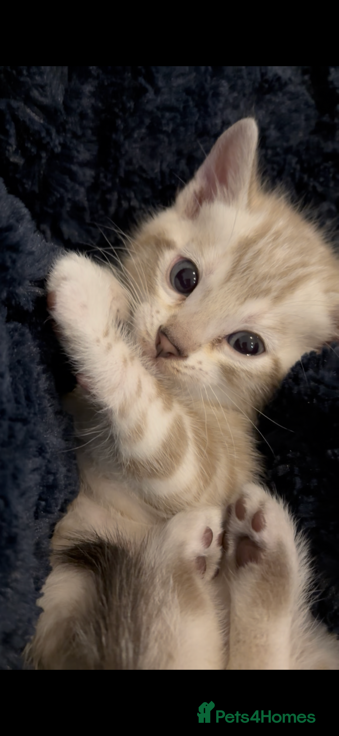 Bengal cats for sale: ⭐️5 star home required for our Bengal Snow Boy  - Advert 4