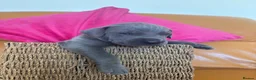 Great Dane dogs for sale: Ready to go! Pedigree blue & black Great Dane Pups - Advert 31
