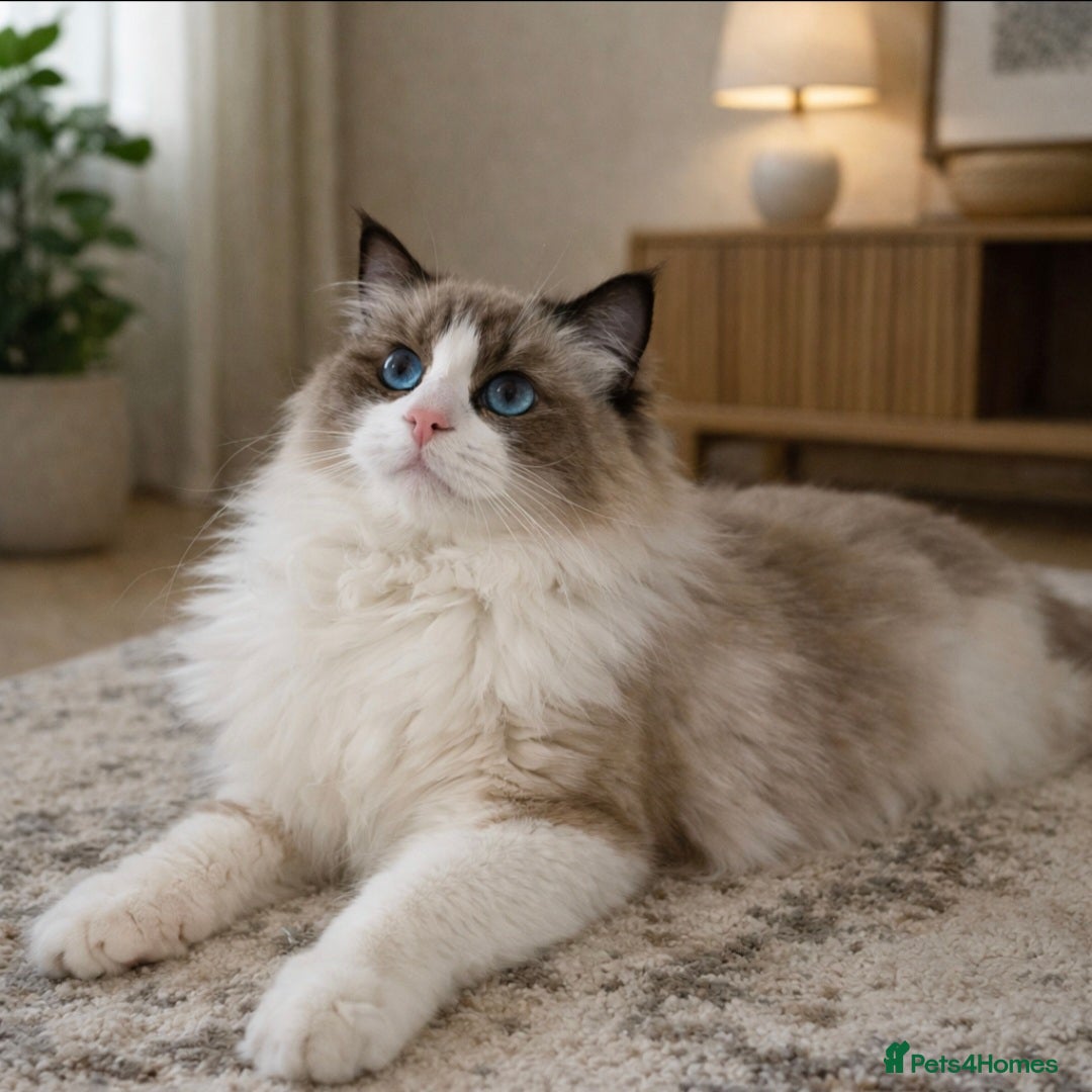 Ragdoll cats Premium Seal Bicolour  Ragdoll Boys 💖💖💖 - Advert 3