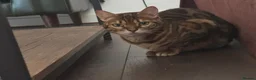 Bengal cats for sale: 2 Bengal Cats *stunning colours* - Advert 2