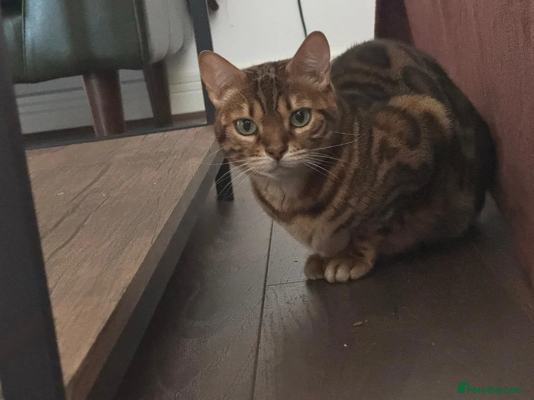 Bengal cats for sale: 2 Bengal Cats *stunning colours* - Advert 2