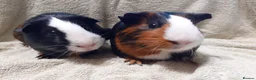 Guinea Pig rodents for sale: 2 Female Guinea Pigs For Sale - Advert 3