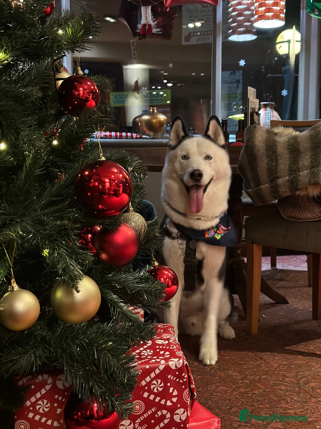 Siberian Husky dogs for stud: Stunning Blue eye Sibrian Husky for Stud  in Liverpool - Image 20