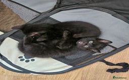 Mixed Breed cats for sale: READY NOW beautiful & charming 4mths old kittens - Image 8