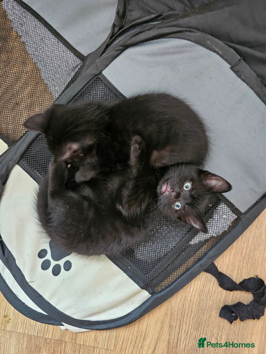 Mixed Breed cats for sale: READY NOW beautiful & charming 4mths old kittens - Image 8
