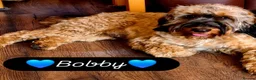 Cockapoo dogs for sale: Health Tested  Cockapoo Puppies  - Advert 18