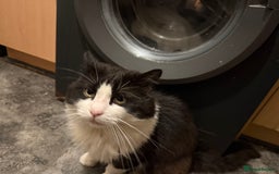 Turkish Angora cats for sale: Turkish Angora Tuxedo  - Image 3