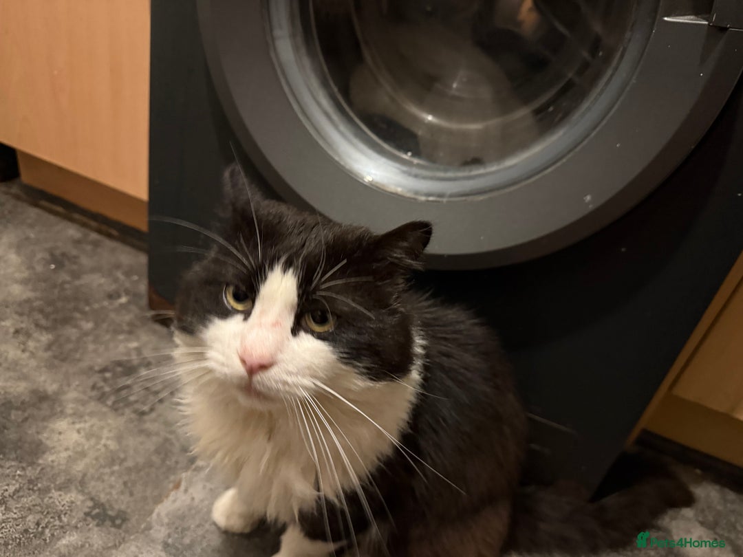 Turkish Angora cats for sale: Turkish Angora Tuxedo  - Image 3