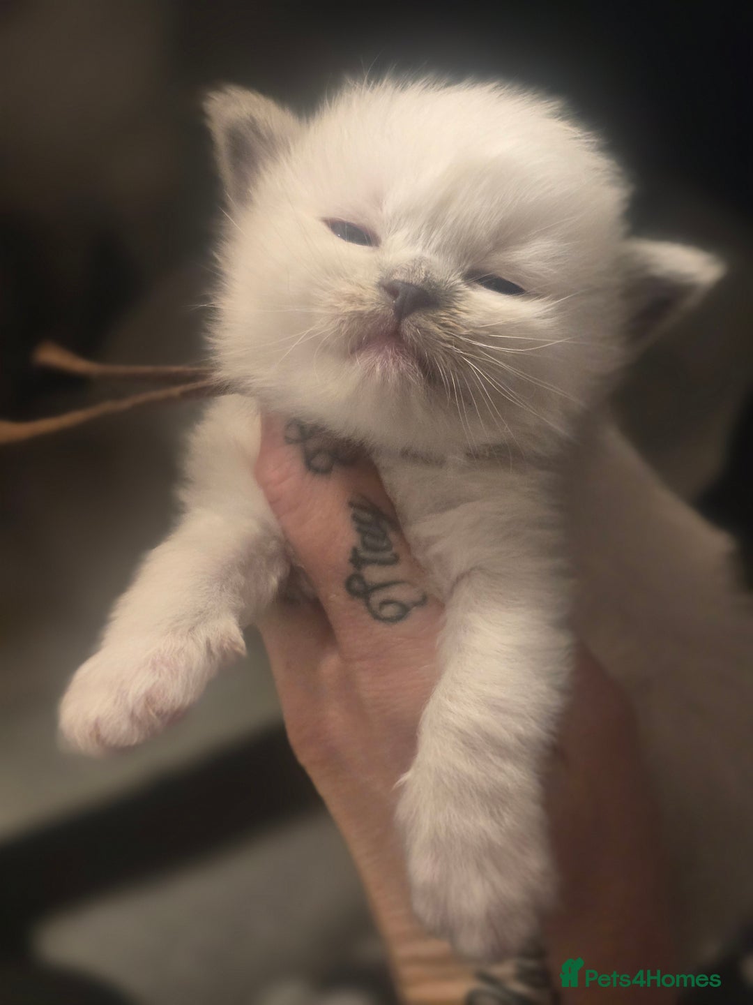 Ragdoll cats for sale: Precious GCOF Registered Ragdoll Kittens - 3 Boys - Advert 2