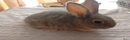 Mixed Breed rabbits for sale: RARE COLOURS - Beautiful baby rabbits  in Eastbourne - Advert 3