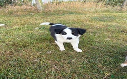 Welsh Collie dogs for sale: Stunning Welsh Border Collie Puppies – Rare Colour - Image 11