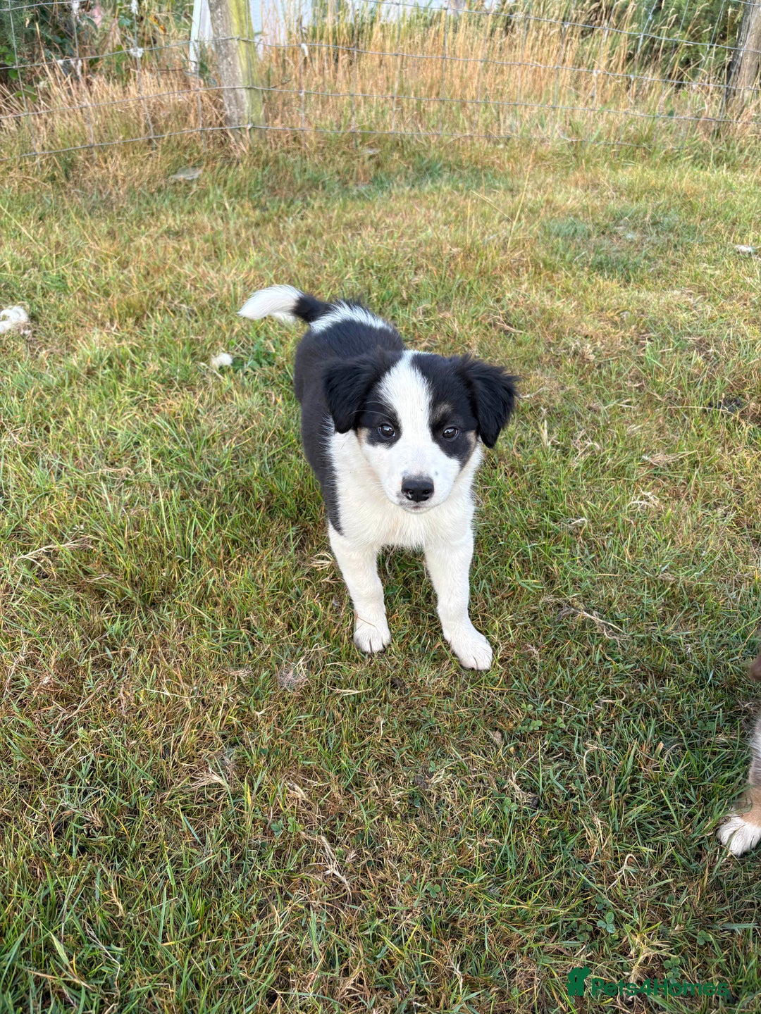 Welsh Collie dogs for sale: Stunning Welsh Border Collie Puppies – Rare Colour - Image 11