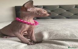 Sphynx cats for sale: Canadian sphinx kittens blue eyes girls  - Image 25