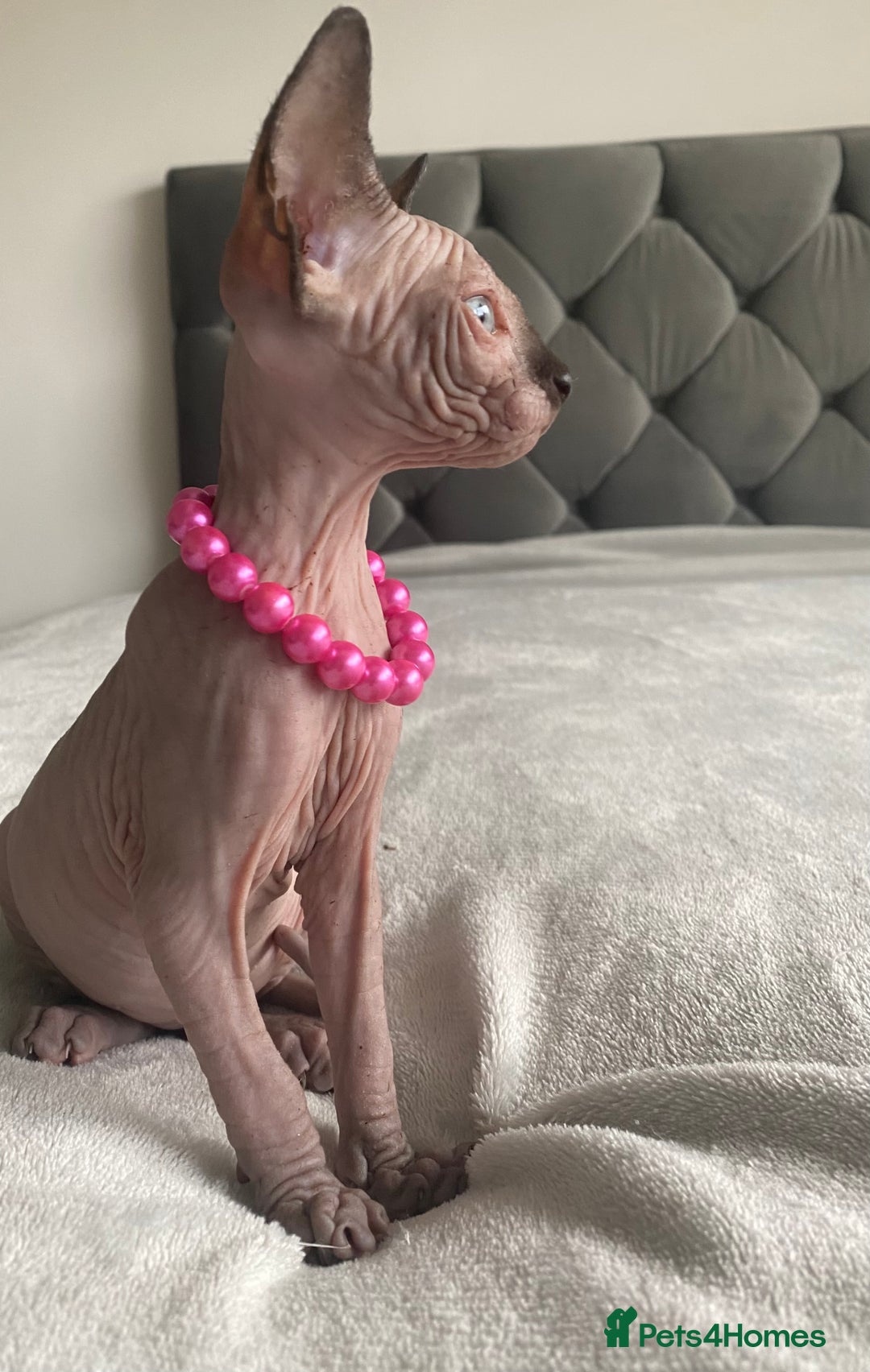 Sphynx cats for sale: Canadian sphinx kittens blue eyes girls  - Image 25