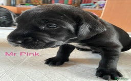 Mixed Breed dogs for sale: Dalmador Puppies for sale - Image 10