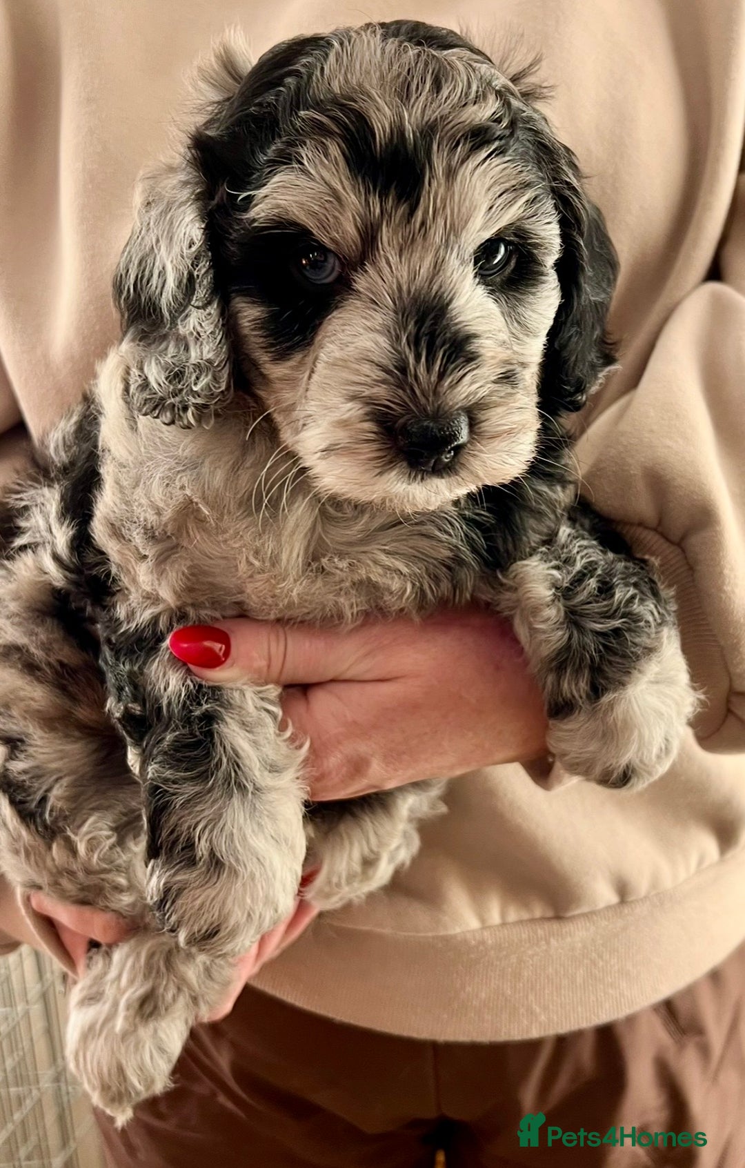 Labradoodle dogs for sale: F1b Labradoodles, Miniature Health tested parents - Advert 23