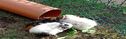 Guinea Pig rodents for sale: Beautiful baby girl piggies  - Advert 16