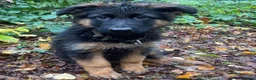German Shepherd dogs for sale: Enzo  - Advert 5