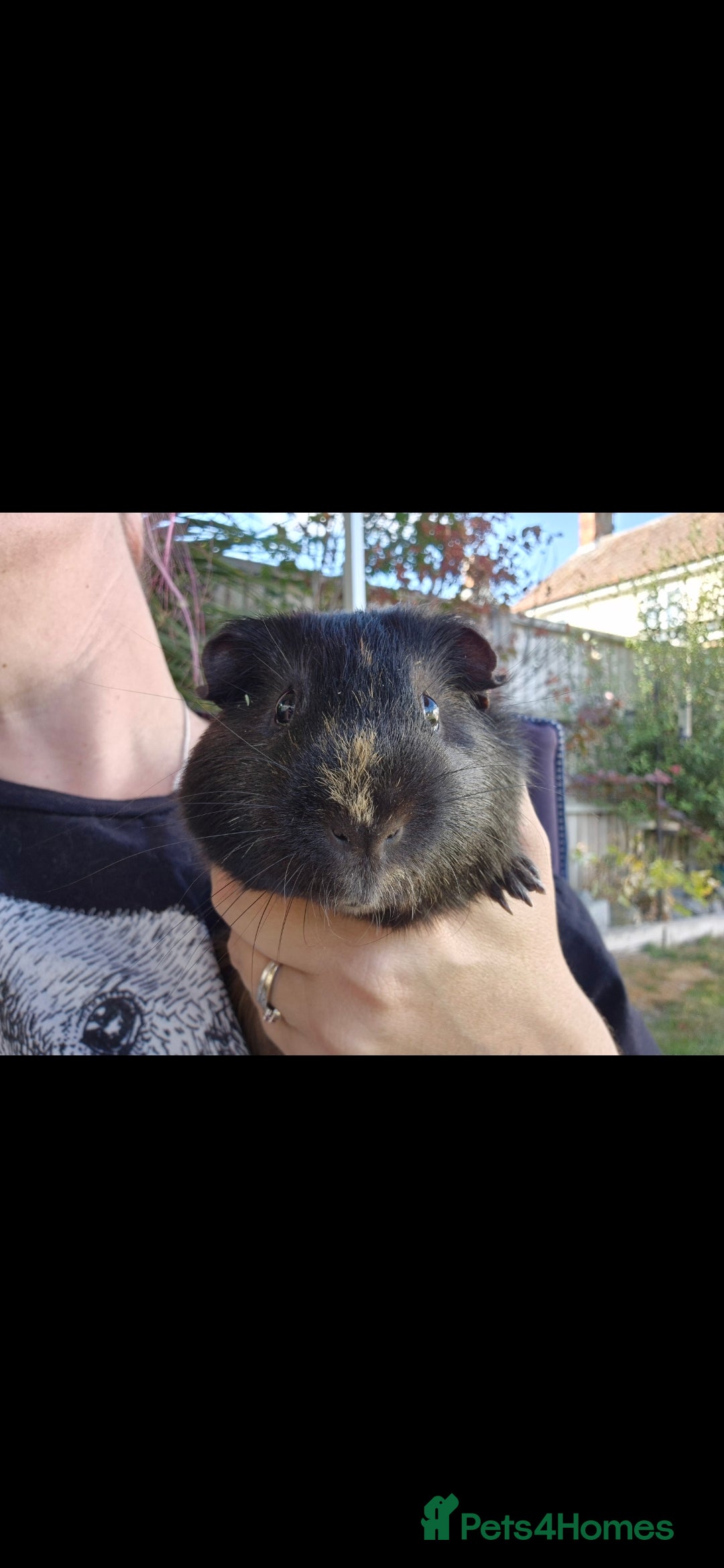 Guinea Pig rodents for sale: male guinea pig - Image 3