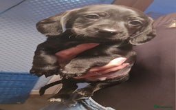 Mixed Breed dogs for sale: Labradoodle x dachshund  - Image 5