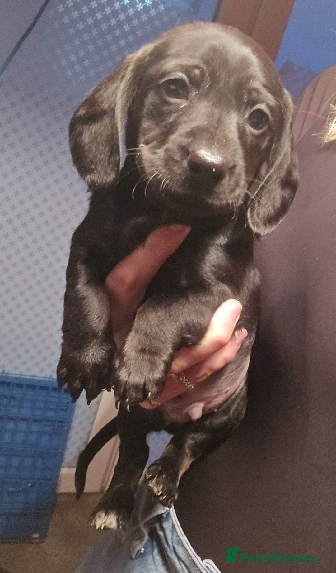 Mixed Breed dogs for sale: Labradoodle x dachshund  - Image 5