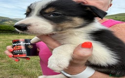 Border Collie dogs for sale: Mid Wales border collie pups  - Image 11