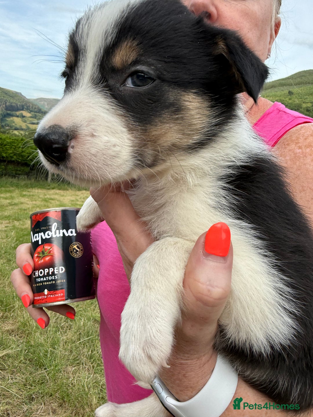 Border Collie dogs for sale: Mid Wales border collie pups  - Image 11