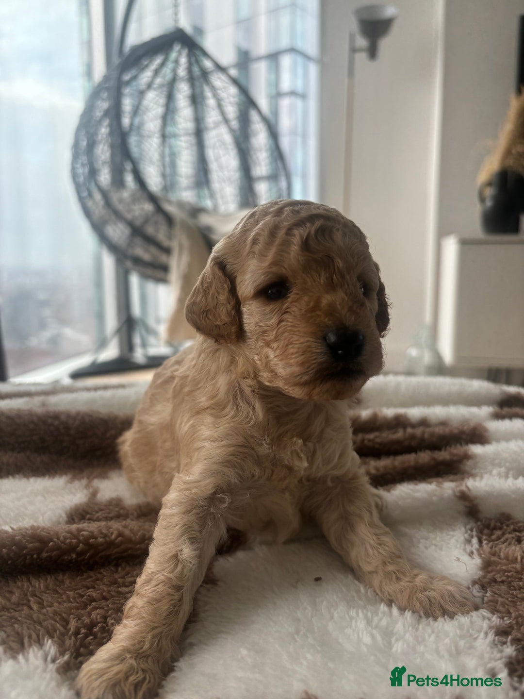Cockapoo dogs for sale: 🎀 FLUFFY COCKAPOO PUPPIES - LAST TWO REMAINING🎀 - Advert 12