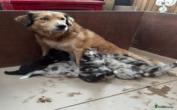 Border Collie dogs for sale: Beautiful Red Merle & Red Border Collie Puppies - Advert 1