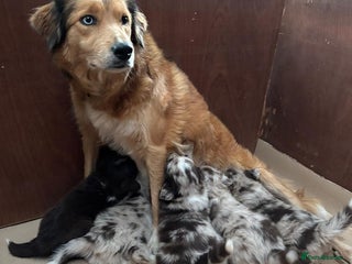 Border Collie dogs Beautiful Red Merle & Red Border Collie Puppies - Advert 2