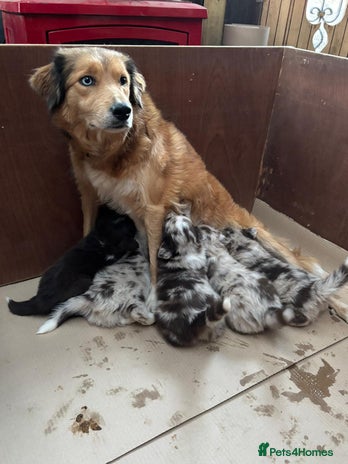 Border Collie dogs Beautiful Red Merle & Red Border Collie Puppies - Advert 1