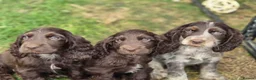 Cocker Spaniel dogs for sale: Cocker spaniel  in Yeovil - Advert 3