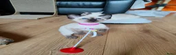 Siamese cats for sale: Gorgeous Siamese kittens!!! - Advert 19