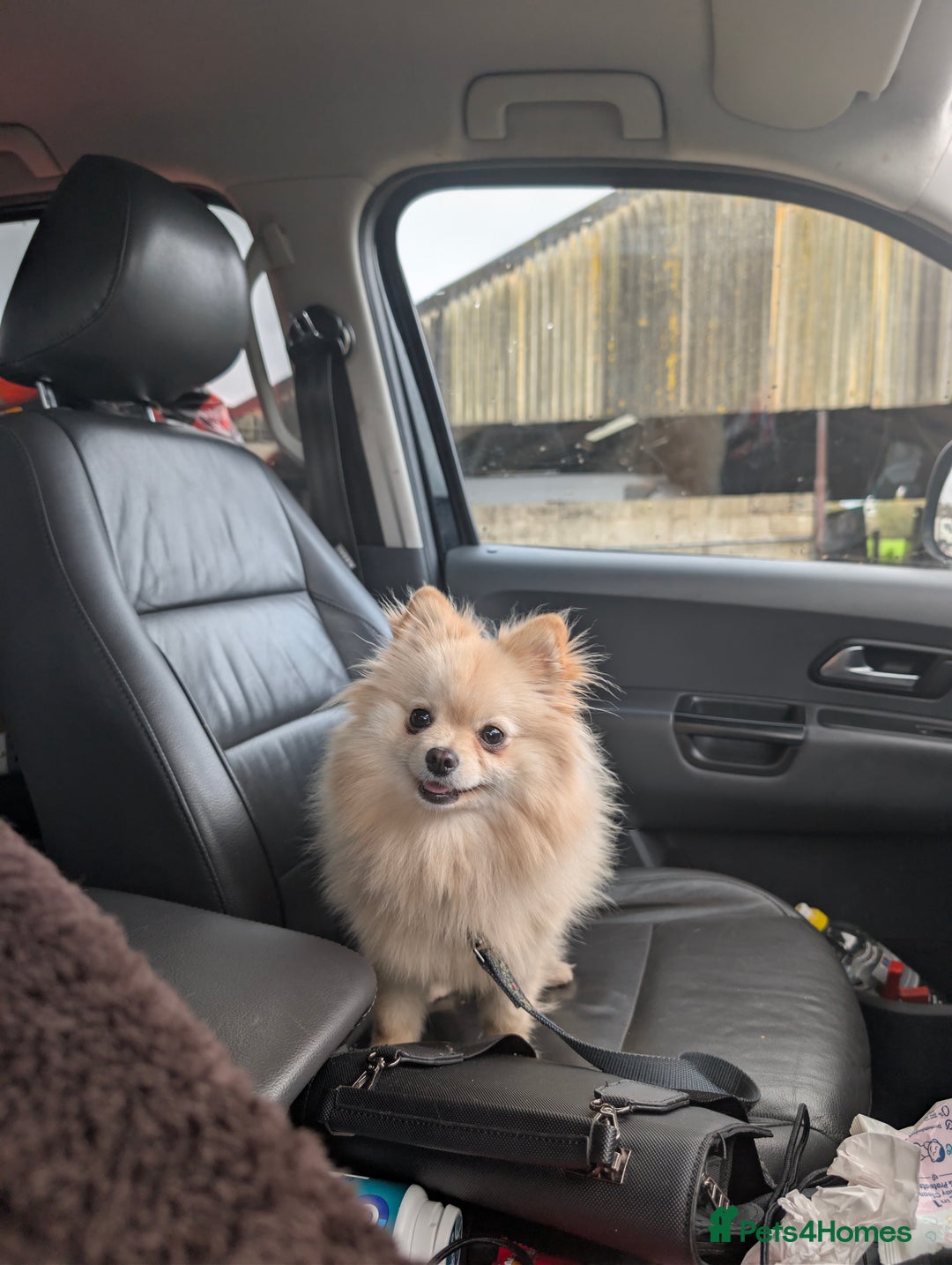 Pomeranian dogs for sale: Beautiful pure Pomeranians tiny babys - Advert 15