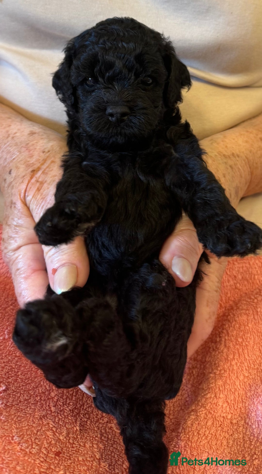 Cavapoo dogs for sale: Cavapoo Puppies  - Image 2