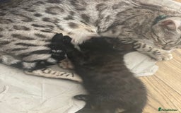 Mixed Breed cats for sale: 50/50 Bengal kittens - Image 2