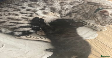 Mixed Breed cats - Advert 4