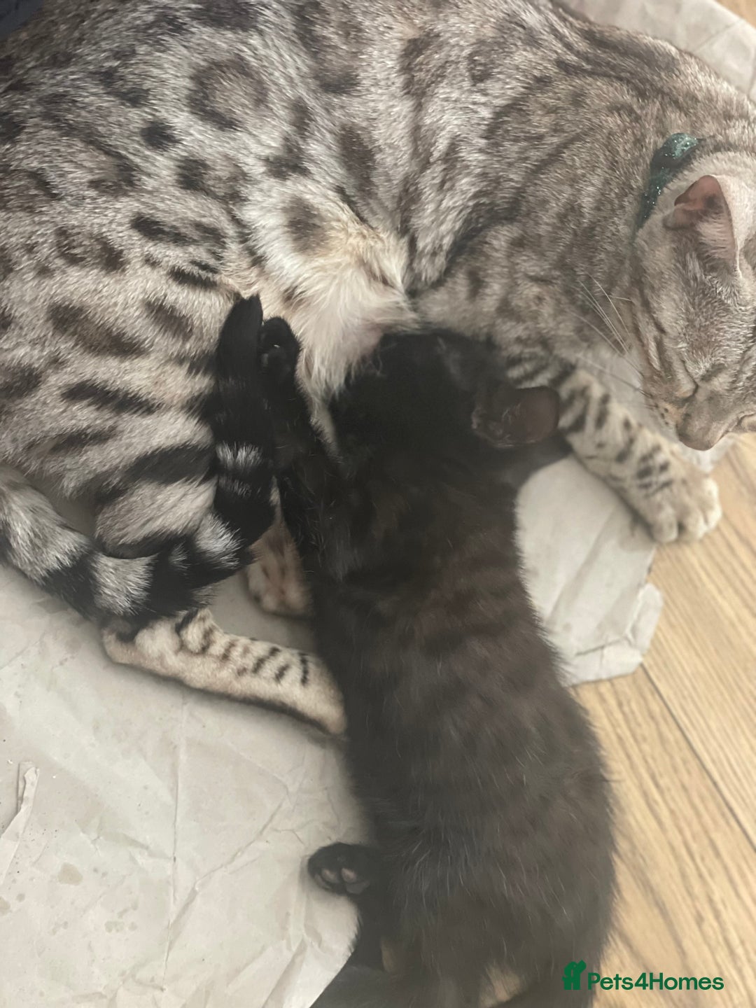 Mixed Breed cats for sale: 50/50 Bengal kittens - Image 2