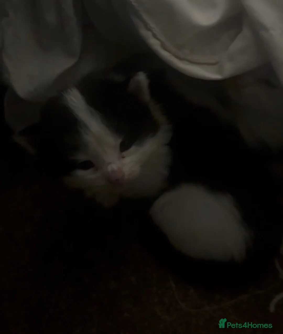 Mixed Breed cats for sale: Beautiful Ragdoll Mixed Kittens  - Advert 2