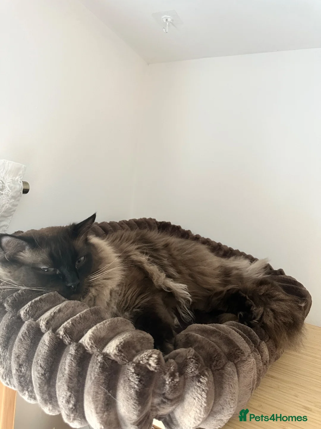 Ragdoll cats for sale: Mink Ragdoll - Advert 2