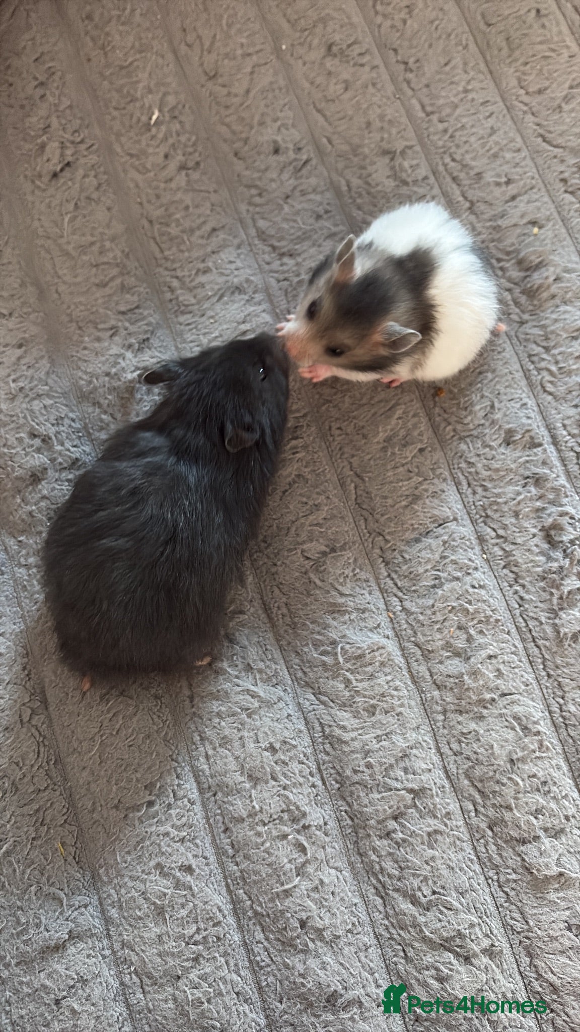 Hamster rodents  Syrian baby hamsters,male & female - Advert 4