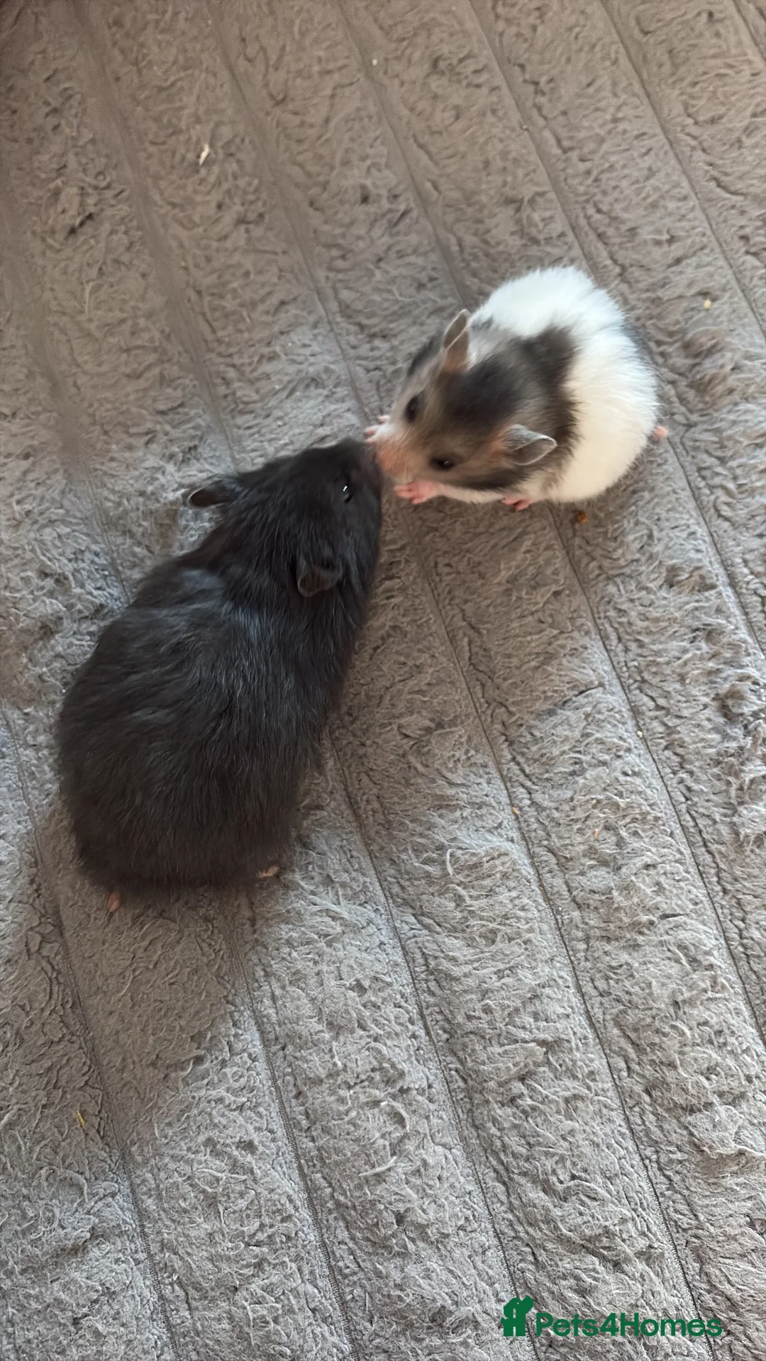 Hamster rodents for sale:  Syrian baby hamsters,male & female - Advert 1