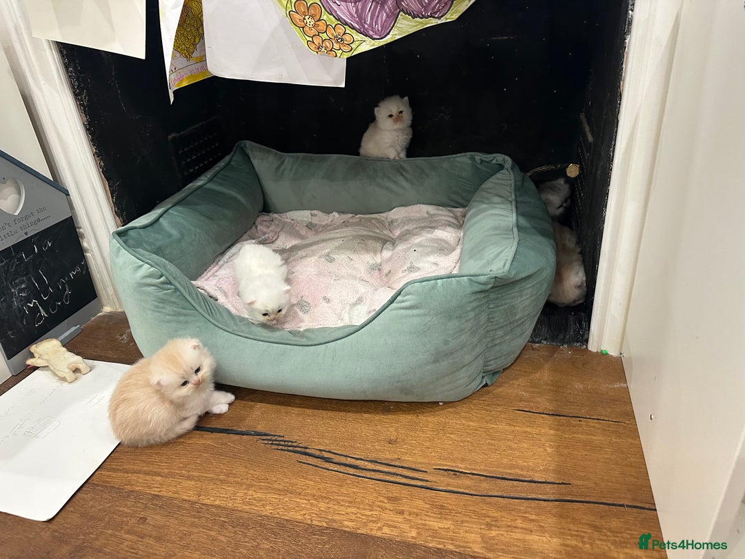Persian cats for sale: Chinchilla kittens  - Image 17