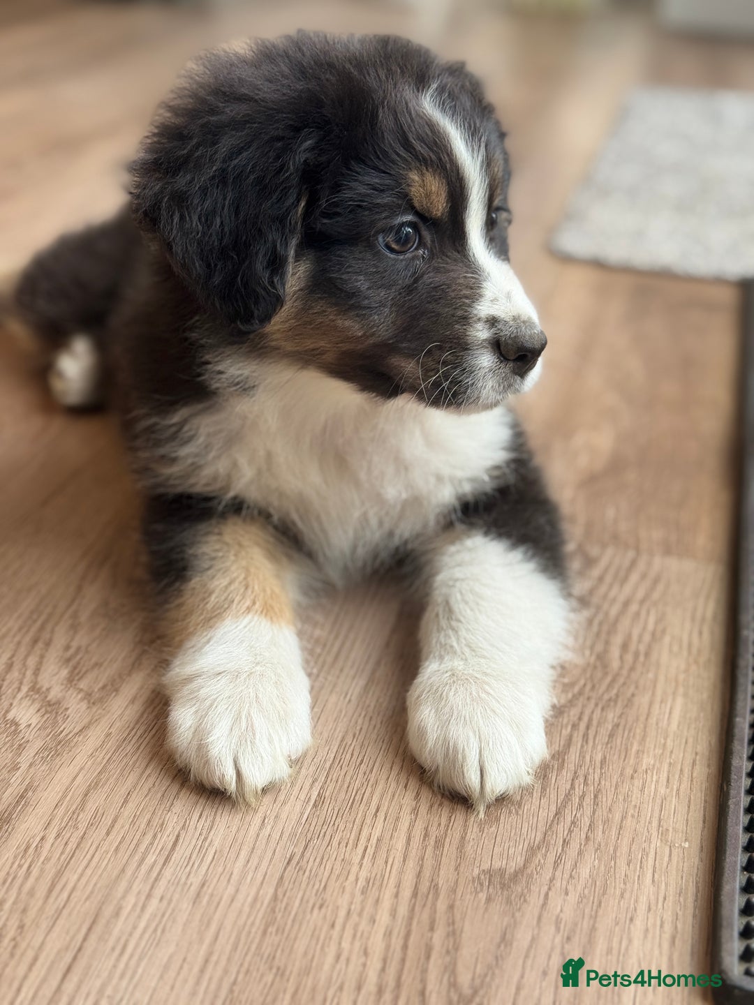 Australian Shepherd dogs for sale: 2 KC registered Australian Shepards remaining! - Image 16